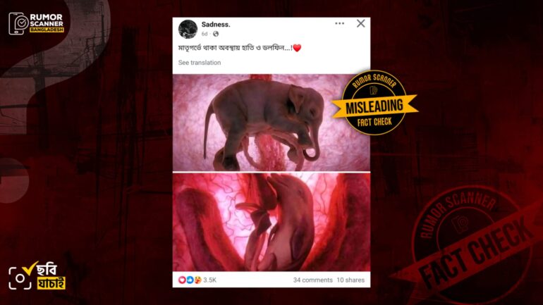 এগুলো মাতৃগর্ভে থাকা অবস্থায় হাতি ও ডলফিনের বাস্তব ছবি নয়