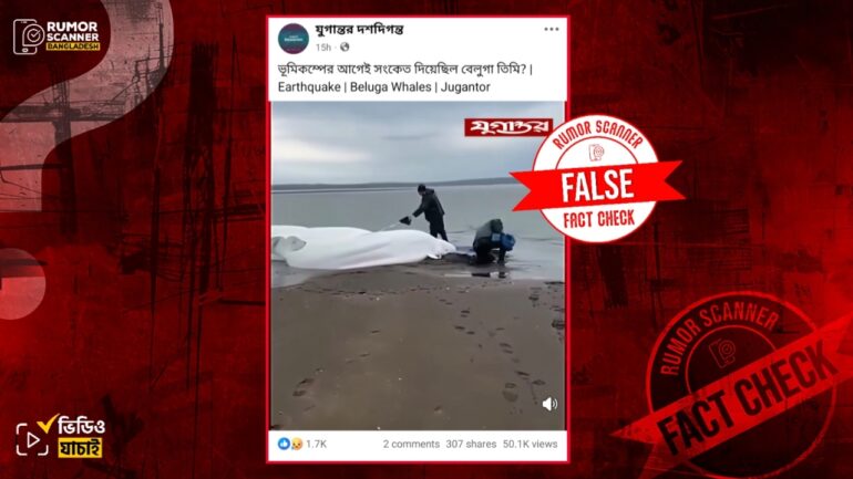 বেলুগা প্রজাতির তিমি সমুদ্র তীরে ভেসে আসার ভিডিওটি পুরোনো